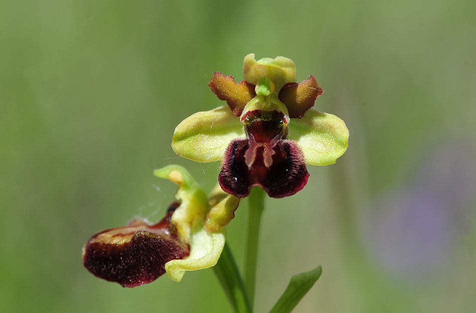 Ophrys molisane